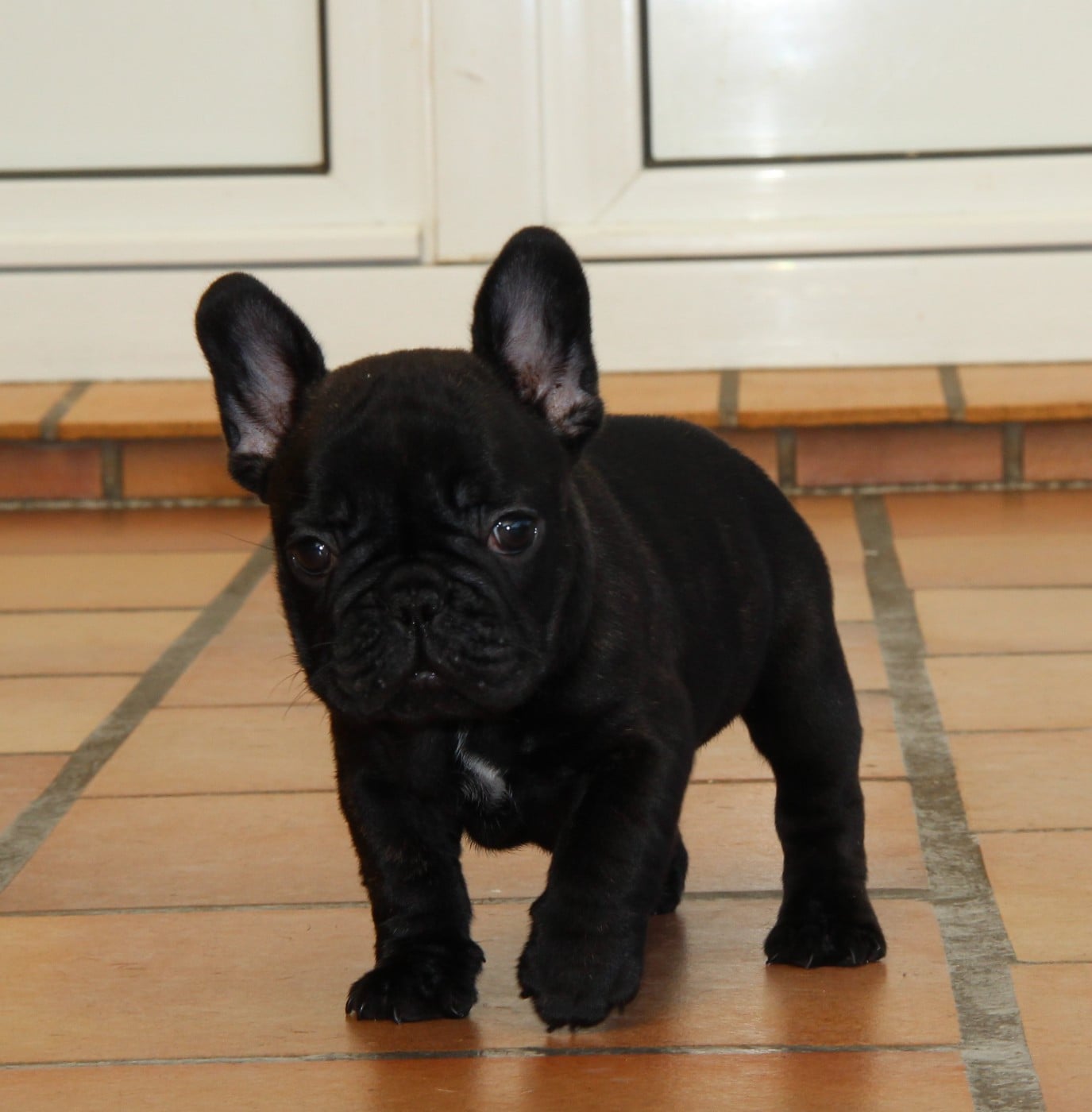 Betty - Bouledogue français