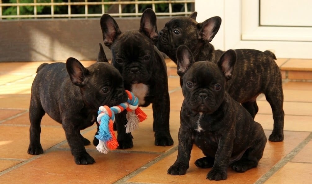 Bouledogue français - Au Pays Des Joyaux