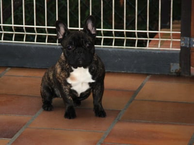 Les chiots de Bouledogue français