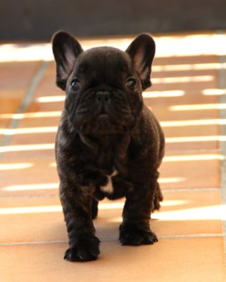 Les chiots de Bouledogue français