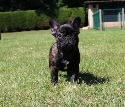 Les chiots de Bouledogue français