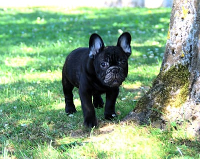 Les chiots de Bouledogue français