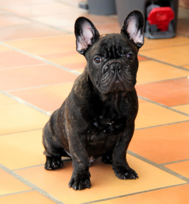 Les chiots de Bouledogue français