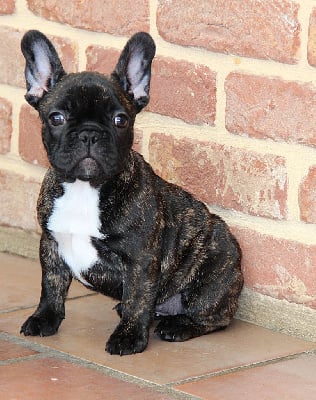 Les chiots de Bouledogue français