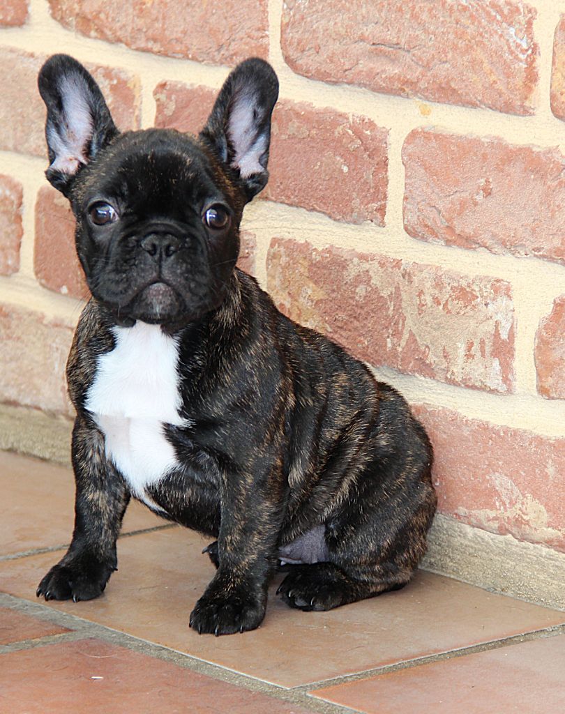Anita - Bouledogue français
