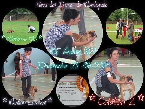 Heva des Dunes de Mondopale - EXCELLENT + TAN