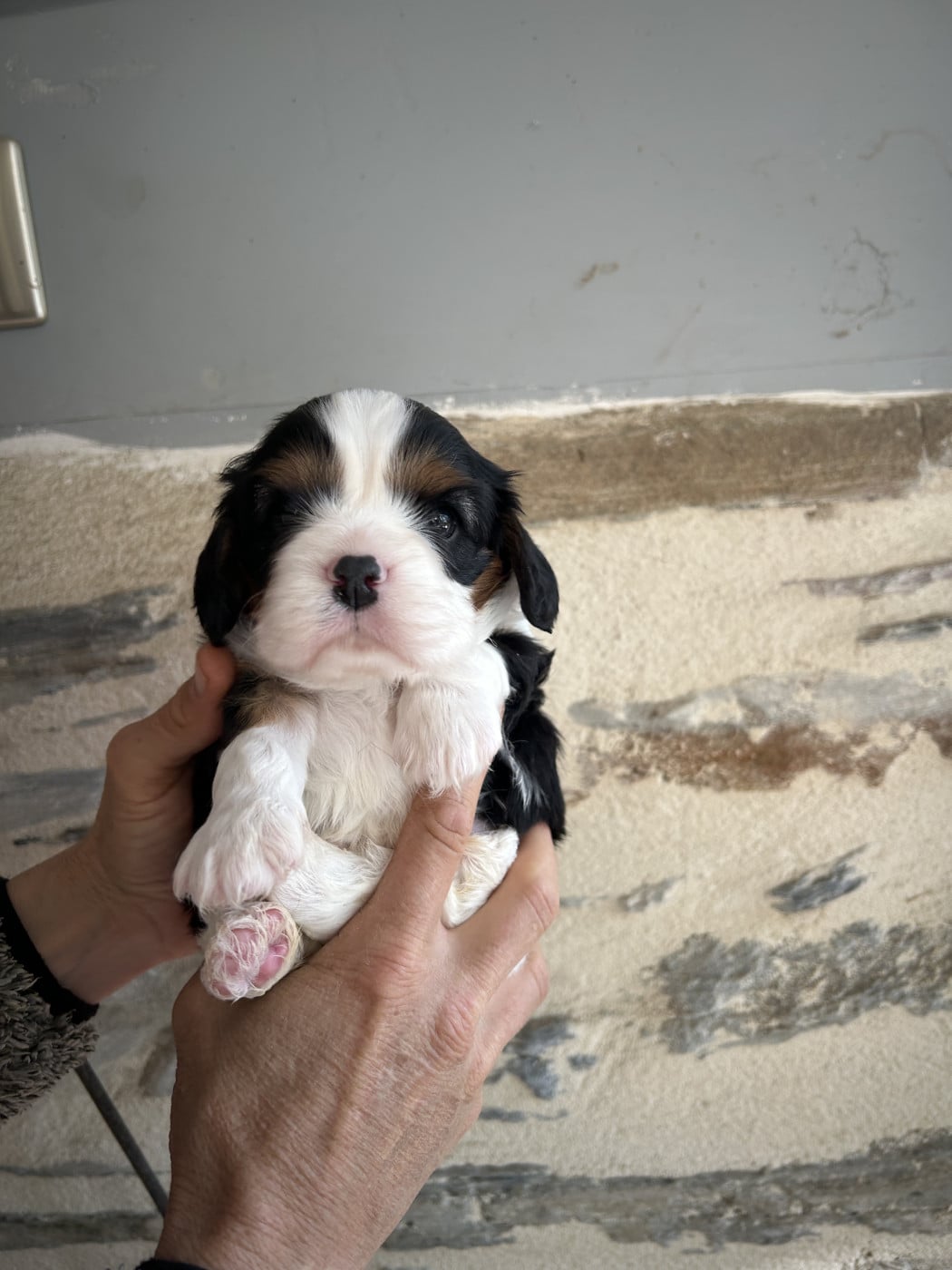 Chiot N°3 - Cavalier King Charles Spaniel