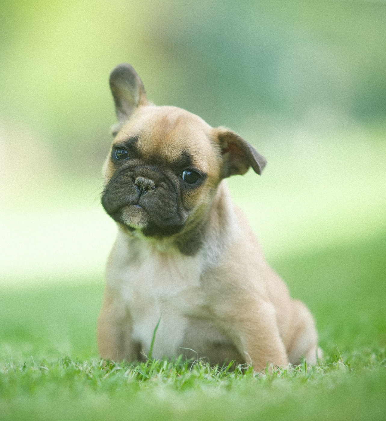 Chiot N°1 - Bouledogue français