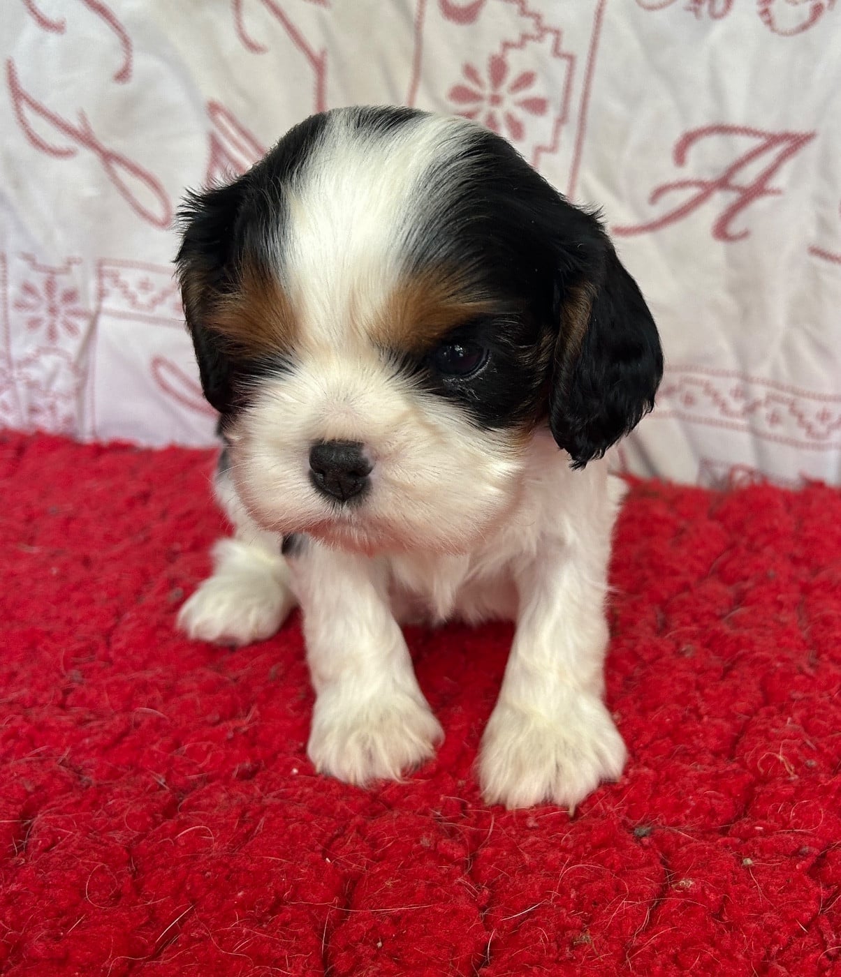 Chiot N°1