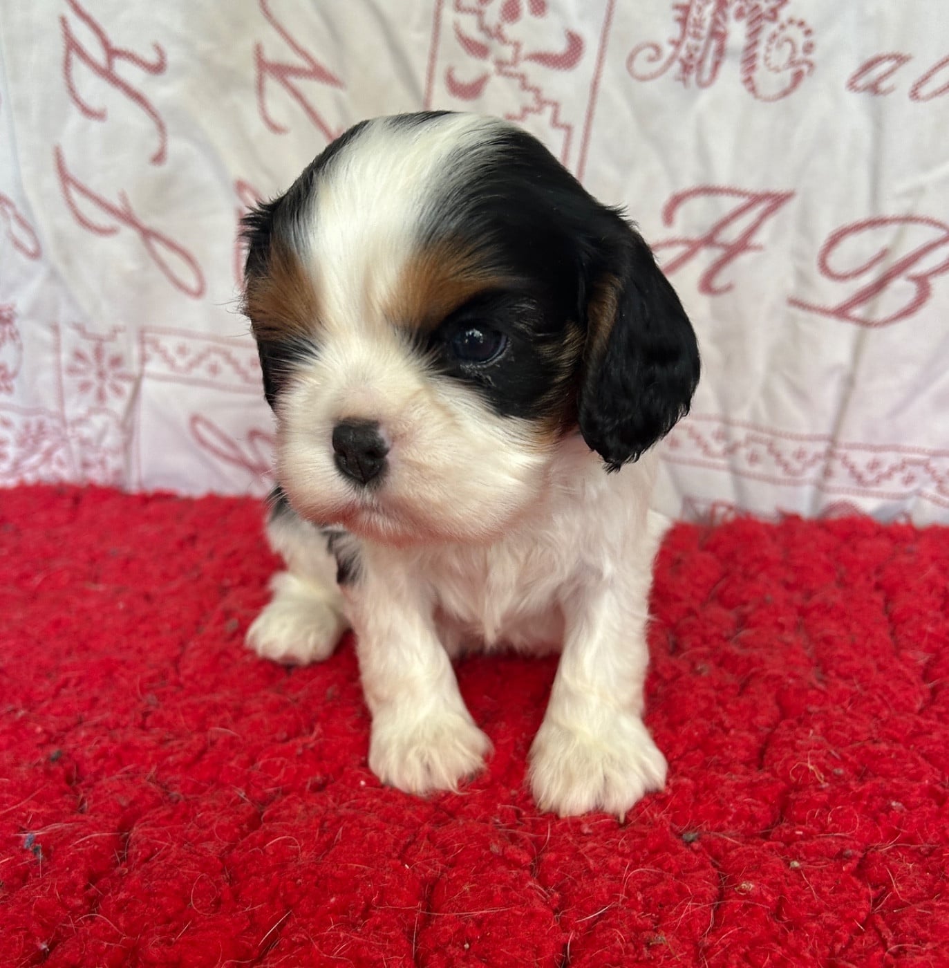 Chiot N°1