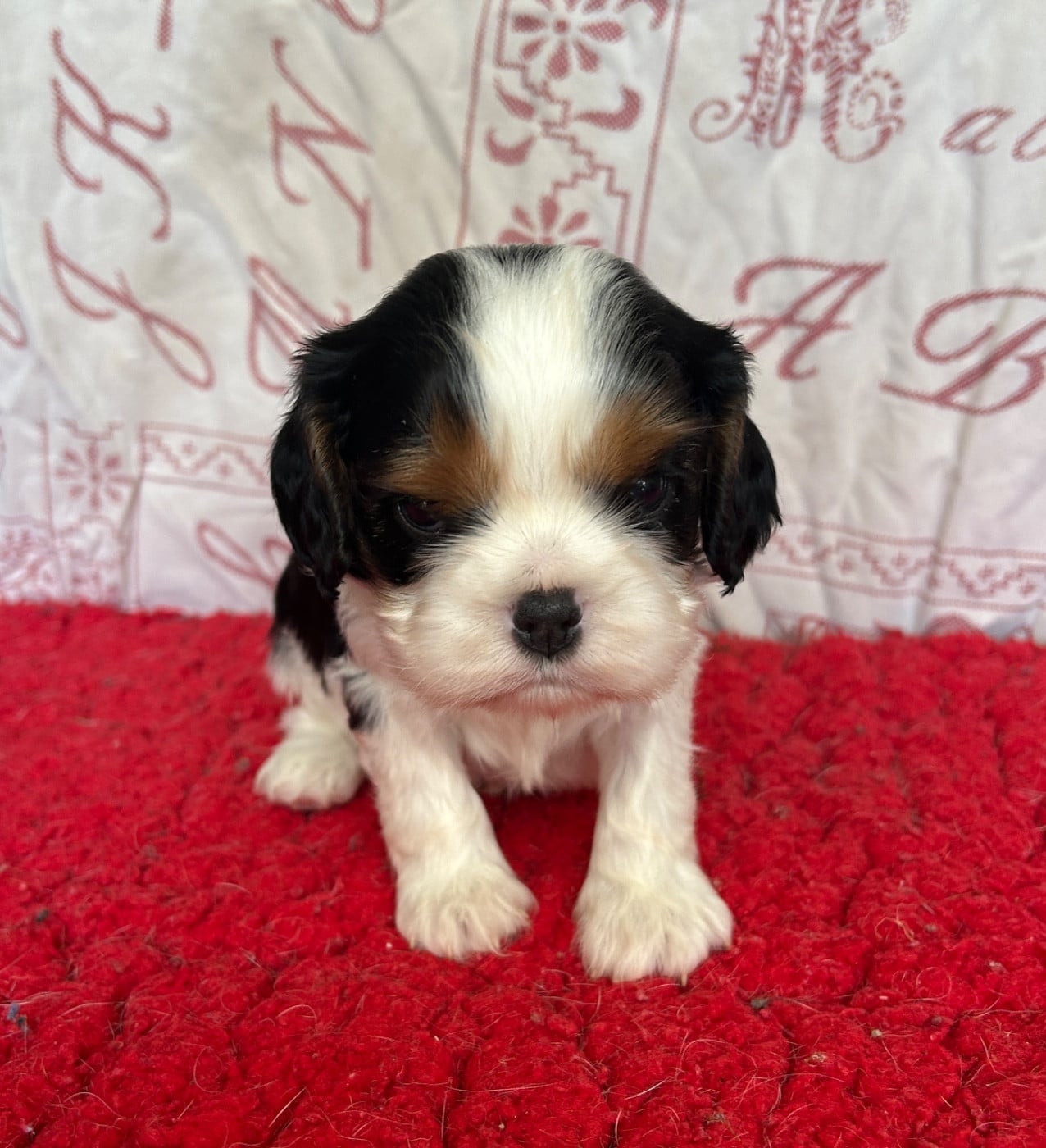 Chiot N°1
