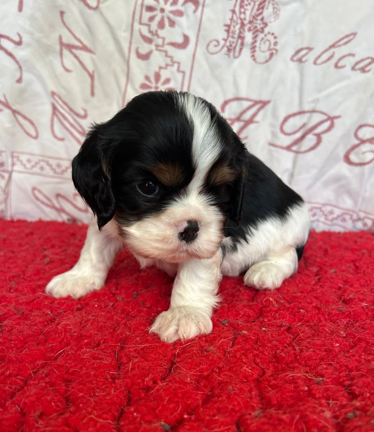 Chiot N°2