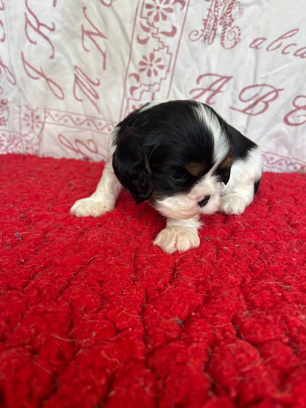 Chiot N°2