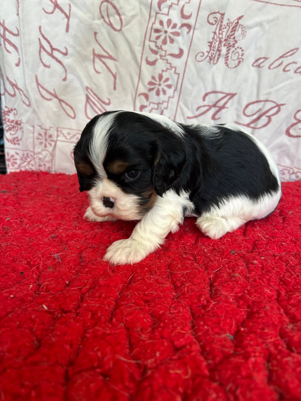 Chiot N°2