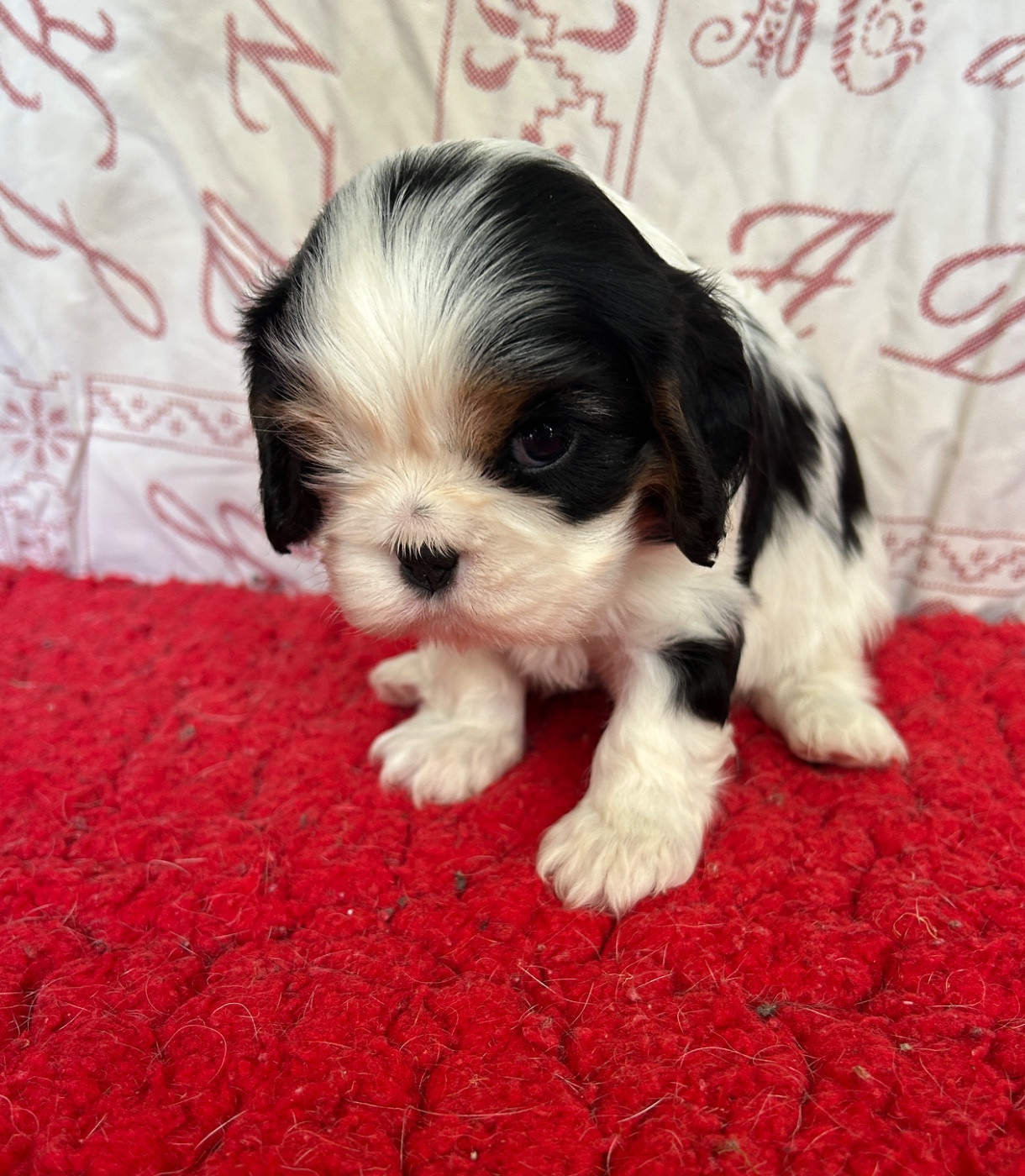 Chiot N°3