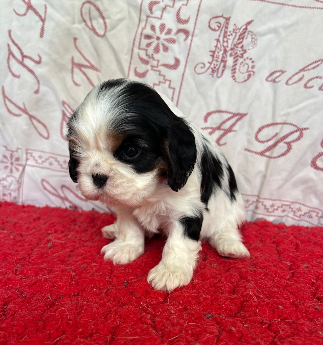 Chiot N°3