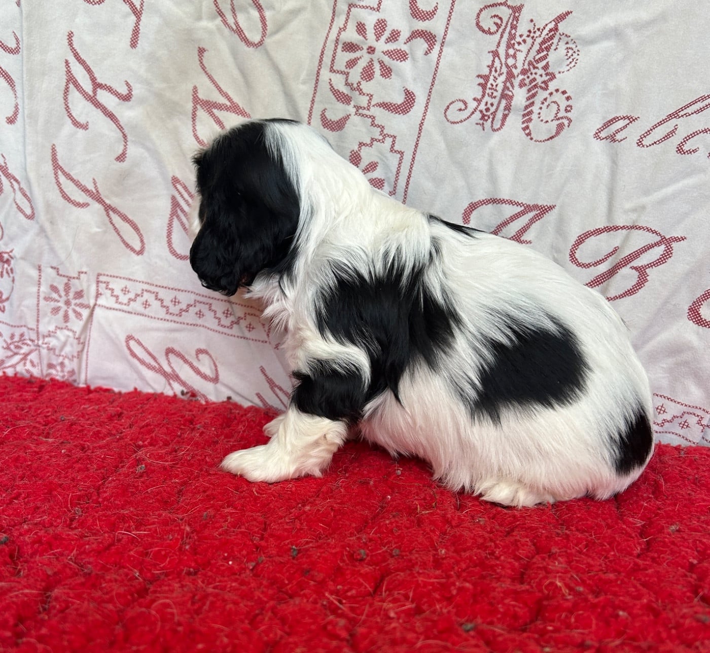 Chiot N°3