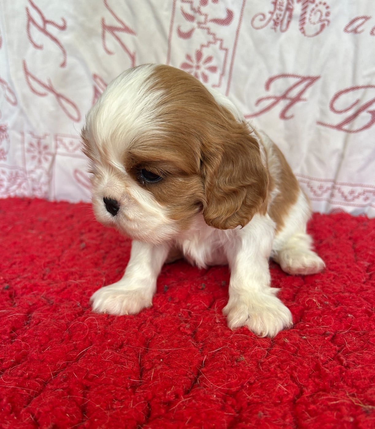 Chiot N°5
