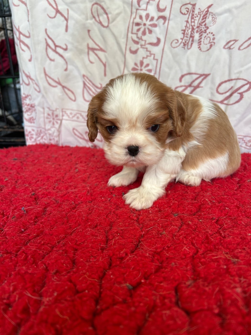 Chiot N°5