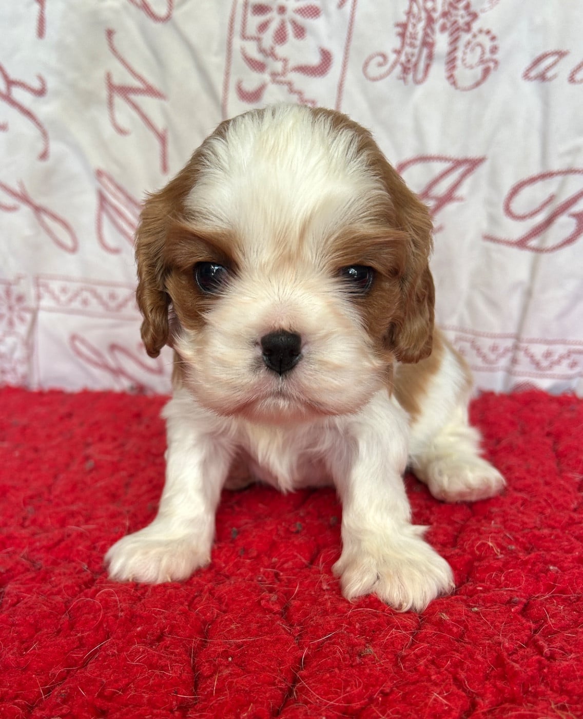 Chiot N°5