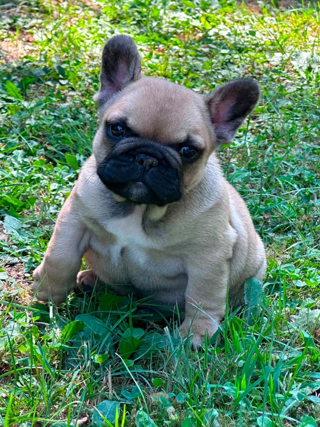 Chiot N 3 - Bouledogue français