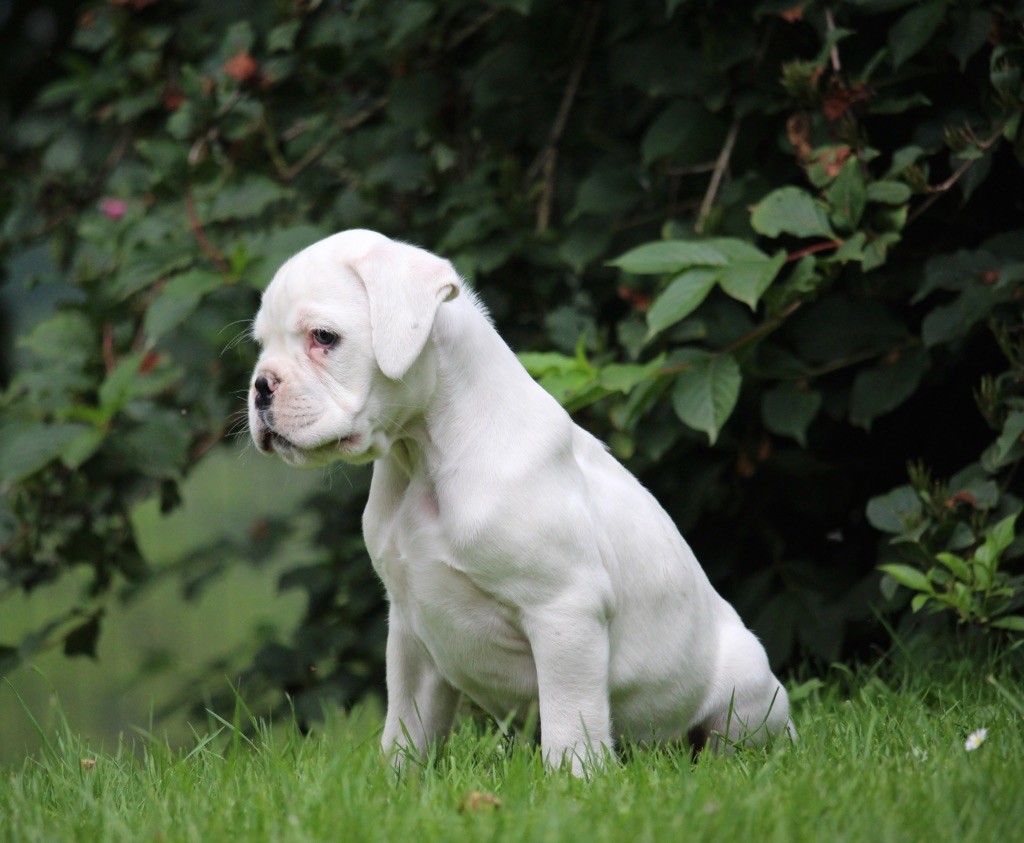 O'Neel du Val de Capsil - Boxer