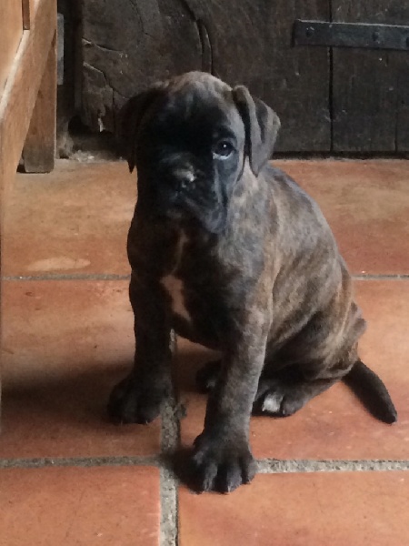 Chiot Elevage Du Val De Capsil Eleveur De Chiens Boxer