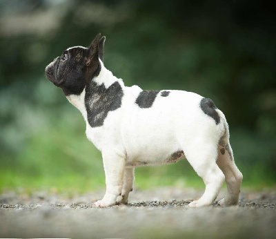 Les chiots de Bouledogue français