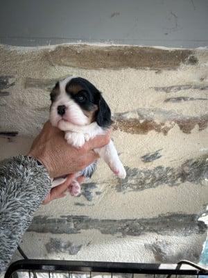 Les chiots de Cavalier King Charles Spaniel