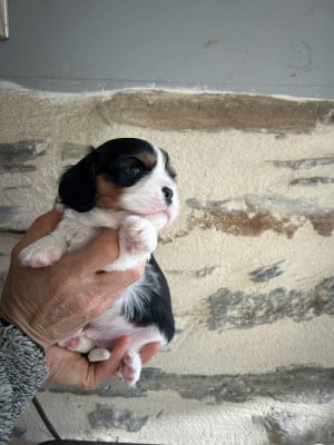 Les chiots de Cavalier King Charles Spaniel