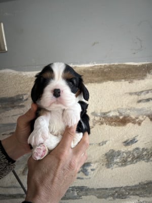 Les chiots de Cavalier King Charles Spaniel