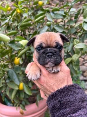 Les chiots de Bouledogue français