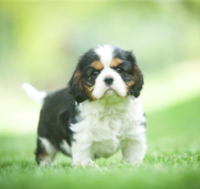 Les chiots de Cavalier King Charles Spaniel