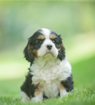 Les chiots de Cavalier King Charles Spaniel