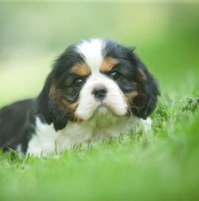 Les chiots de Cavalier King Charles Spaniel
