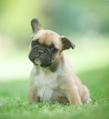 Les chiots de Bouledogue français