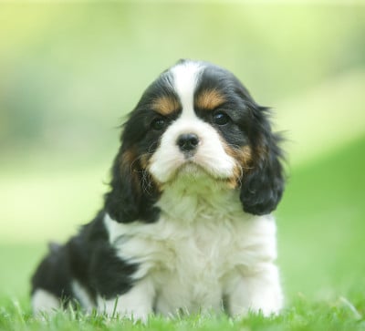 Les chiots de Cavalier King Charles Spaniel