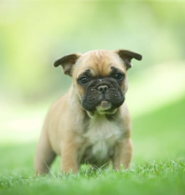 Les chiots de Bouledogue français
