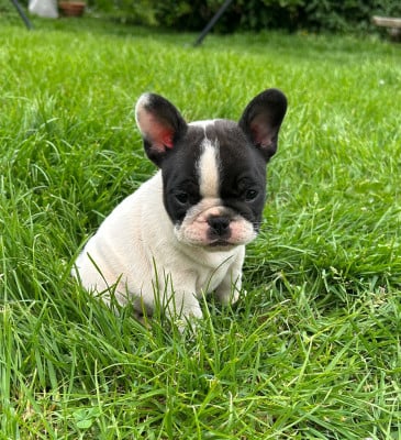 Les chiots de Bouledogue français