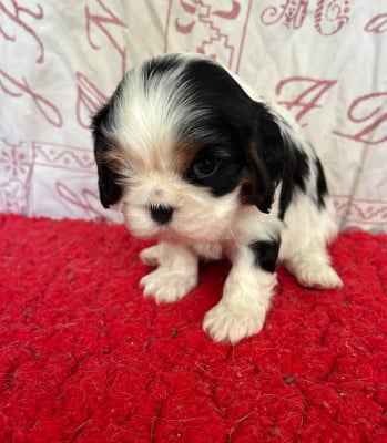 Les chiots de Cavalier King Charles Spaniel