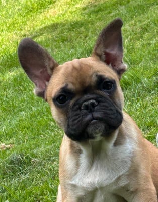 Les chiots de Bouledogue français