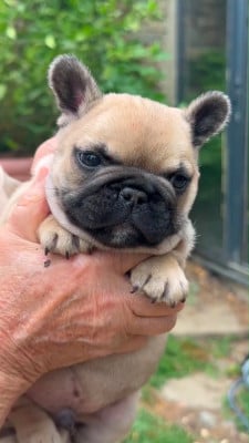 Les chiots de Bouledogue français