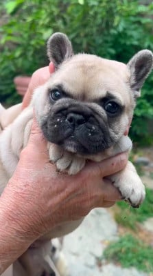 Les chiots de Bouledogue français