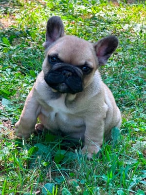 Les chiots de Bouledogue français