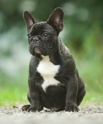 Les chiots de Bouledogue français