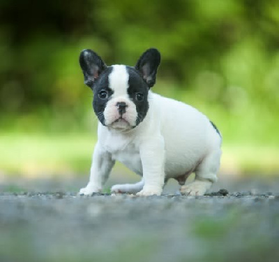Les chiots de Bouledogue français