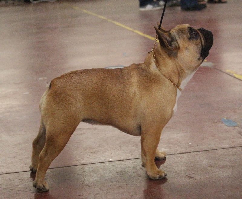 Linette star Du Val De Capsil - EXC + TAN (pas de class en RE)