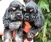 - Beaux Chiots Disponibles !