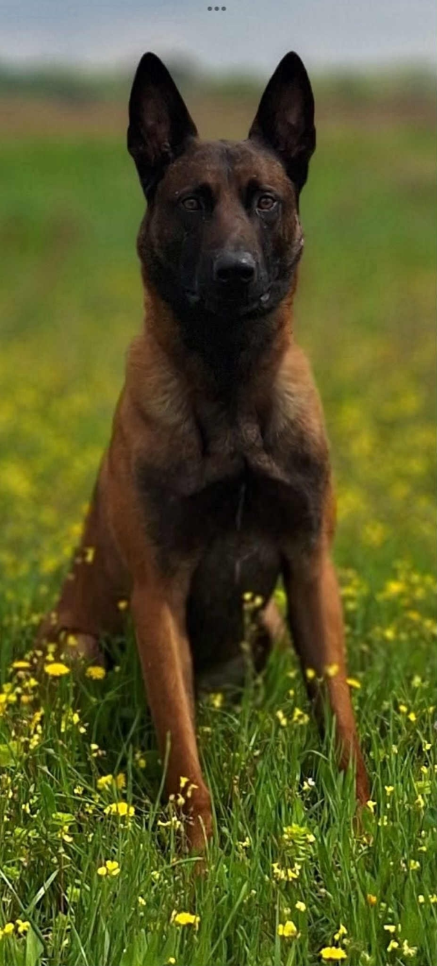 Rork Des Masques Du Diamant Noir