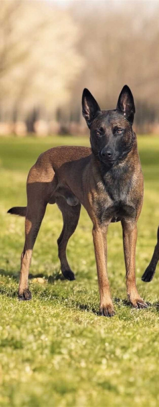 Rork Des Masques Du Diamant Noir